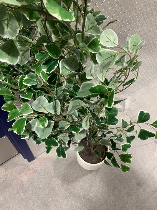 55" Faux Variegated Triangle Ficus Tree - Hearth & Hand with Magnolia: Indoor Decorative Plant