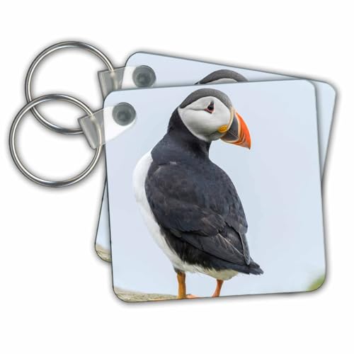 3dRose - Danita Delimont - Birds - Atlantic Puffin in A Puffinry On Mykines, Faroe Islands, Denmark - Key Chains (kc-277347-1)