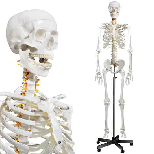 breesky Human Skeleton Model for Anatomy- Life Size Medical Human Skeleton Model with Nervous System 70.8 in with Rolling Stand for Medical Study