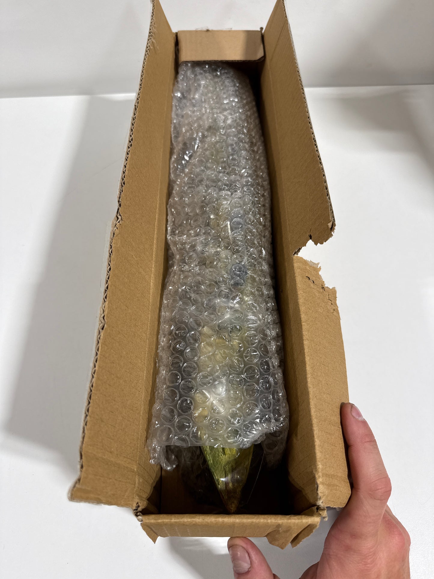 Underwater Treasures RMS Titanic Fish Ornament