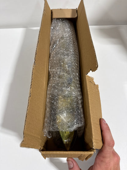 Underwater Treasures RMS Titanic Fish Ornament